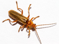 Cantharis rufa